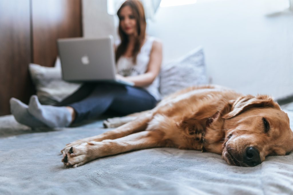 愛犬の最適な室温は何度 暑い時寒い時のサインも分かりやすく解説 Petly