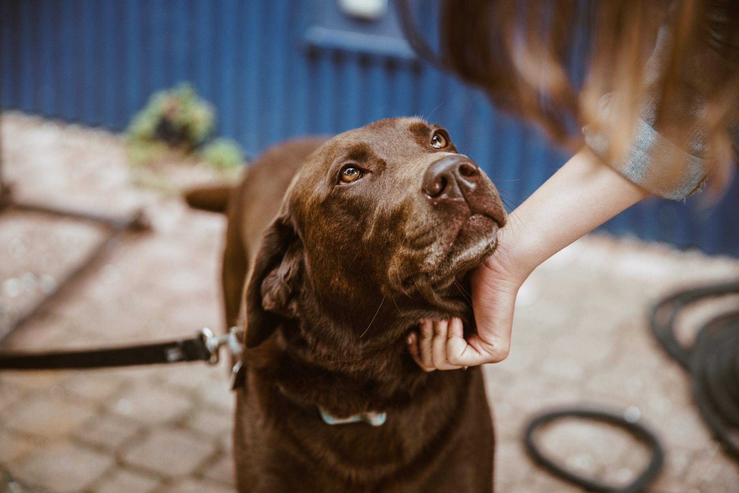 おもしろい名前がたくさん 偉人や芸能人の愛犬の名前を紹介 Petly