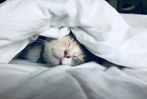 猫にピーマンは大丈夫 けど絶対にしてはいけない2つの与え方も Petly