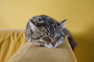 猫の背中がピクピクしてる 痙攣を起こす6つの原因や場面と対処法 Petly