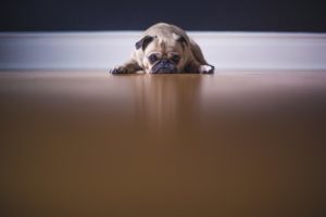 愛犬のストルバイト結石に良いおやつ１０選と再発しない為の6つの事 