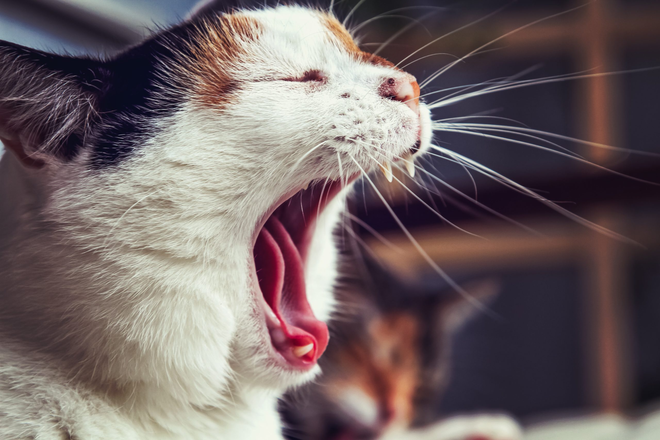 愛猫が叫ぶように鳴くのはサイン 鳴き声の種類別に猫の気持ちを解説 Petly