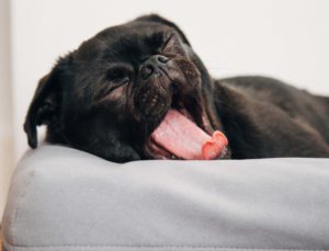 愛犬に睡眠薬ってどうなの その安全性とおすすめサプリメント5選 Petly