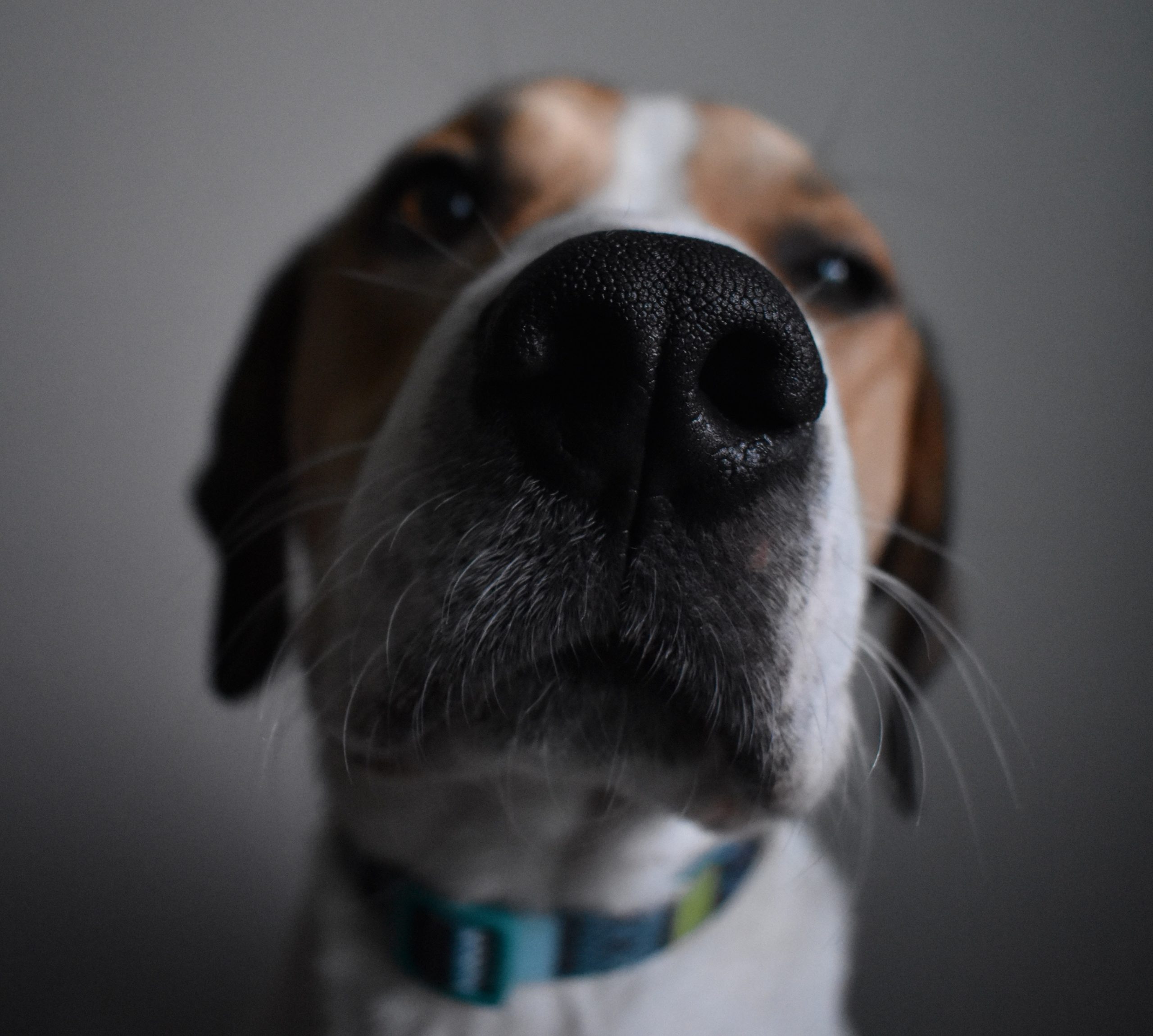 徹底解説 犬の鼻の病気とは 原因やサイン 治療法などを詳しく解説 Petly