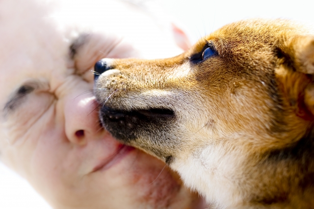 舐める 犬 おしっこ 犬が舐めてくるのは愛情表現？部位によって意味が違うって本当？