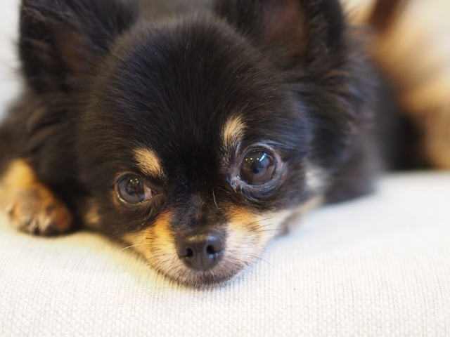 愛犬の可愛い名前って 犬種 仕草 服や首輪の可愛さランキングを一挙ご紹介 Petly