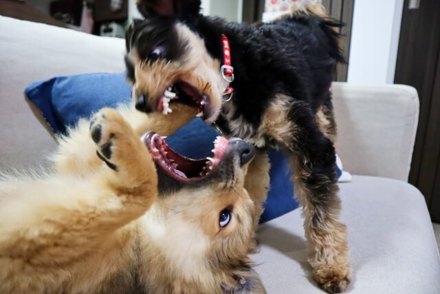 犬が噛むしうなる その理由やしつけの仕方 対処法を詳しく紹介 Petly