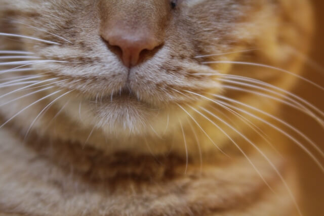 猫の口が半開き 理由や病気の可能性をご紹介 Petly