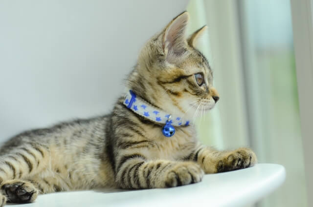 おしゃれで可愛い猫用首輪ブランド10選 ブランドを代表する人気商品も Petly