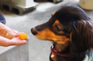 犬にオレンジを与えている様子
