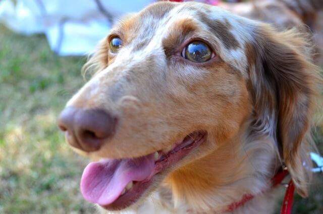 犬の呼吸がおかしい 見逃せないサインと病気ごとによる症状を紹介 Petly
