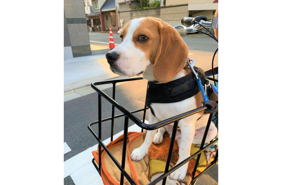 完全版 犬を自転車のカゴに乗せられる 注意点やおすすめカゴ10選 Petly