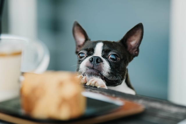 完全版 犬のダイエットにおすすめのフード おやつ10選を紹介 Petly
