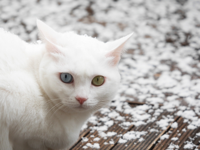 オッドアイ猫まとめ 目の色が違う猫の特徴や性格 種類について解説 Petly