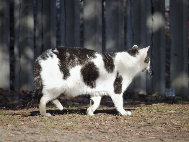猫のお腹のたるみは肥満ではない ルーズスキンの役割と肥満 病気との見分け方 Petly
