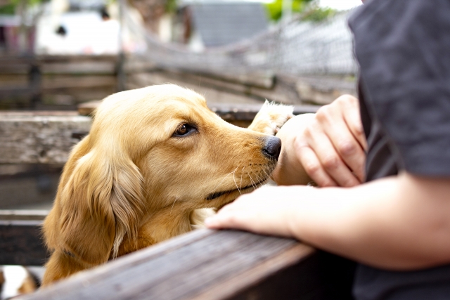 犬好きな方必見 犬を飼っていなくても犬と触れ合える施設9選 関東版 Petly